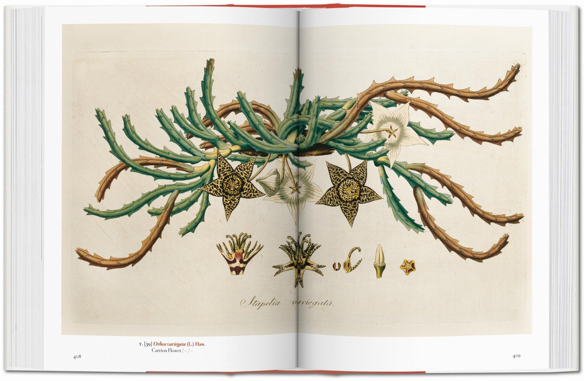 A garden eden book taschen