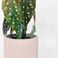 Concrete Pots