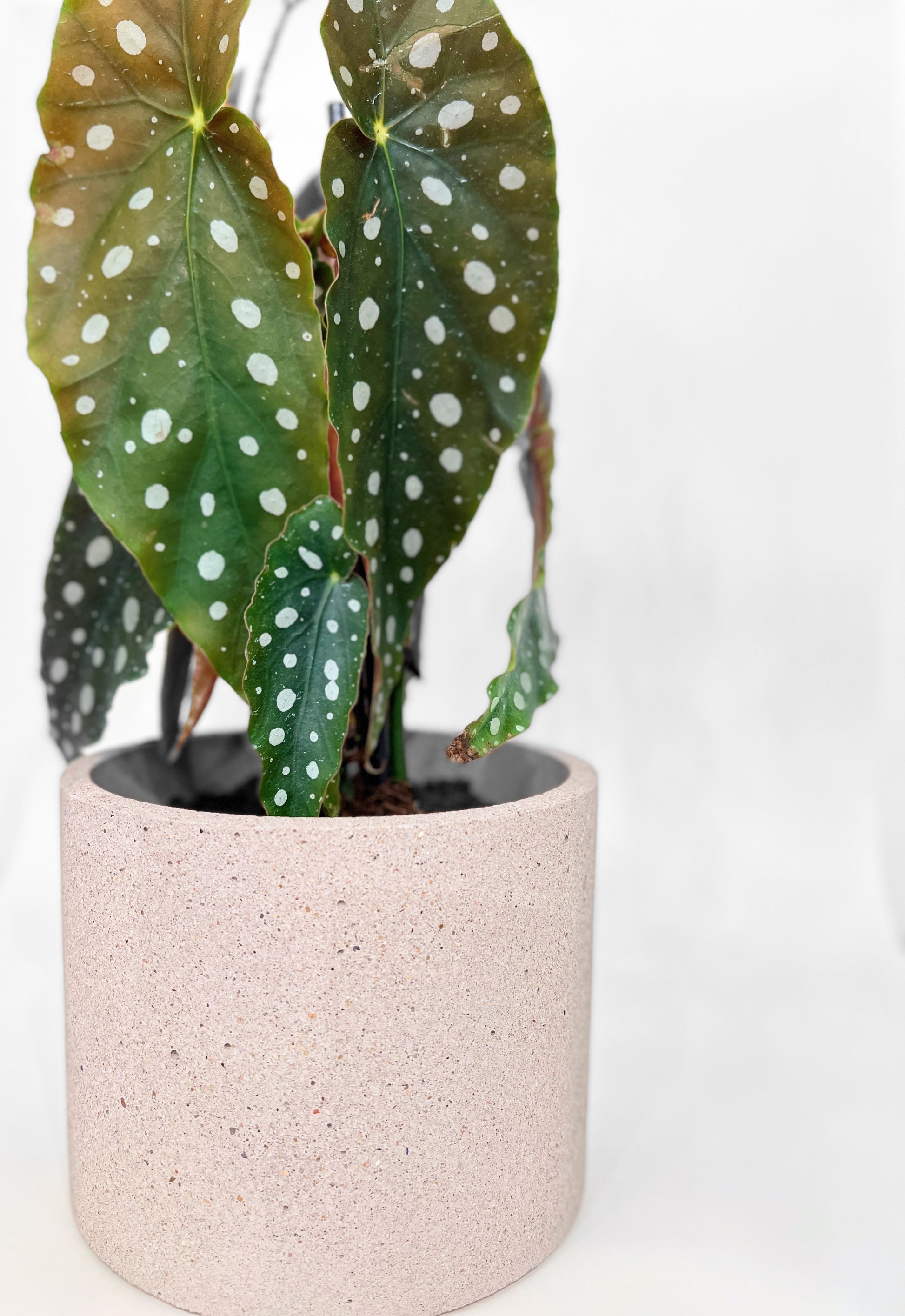 Concrete Pots
